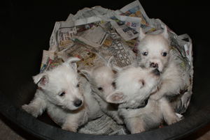 My Litter Mates