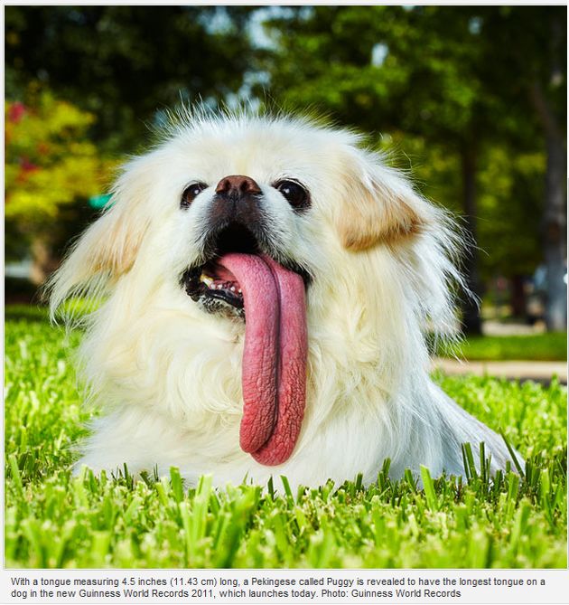 largest dog in world. Dog Guinness World Record