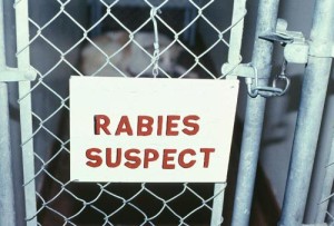 Indonesia is Beating Rabies | PrestonSpeaks.com