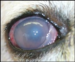 my dogs eye is and swollen my dogs eye is cloudy and looks swollen she is a shih tzu 8 years whats going on my dogs eye is and swollen my dogs eye is cloudy and looks swollen she is a shih tzu 8 years whats going on