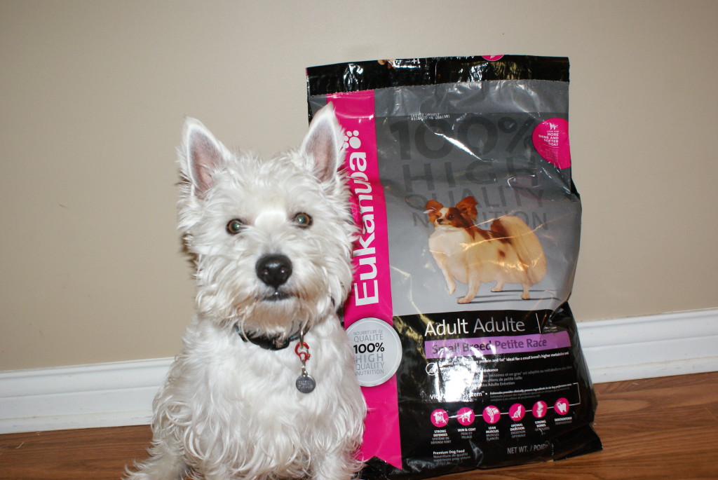 Can I Give My Senior Dog Puppy Food Can I Give My Senior Dog Puppy Food