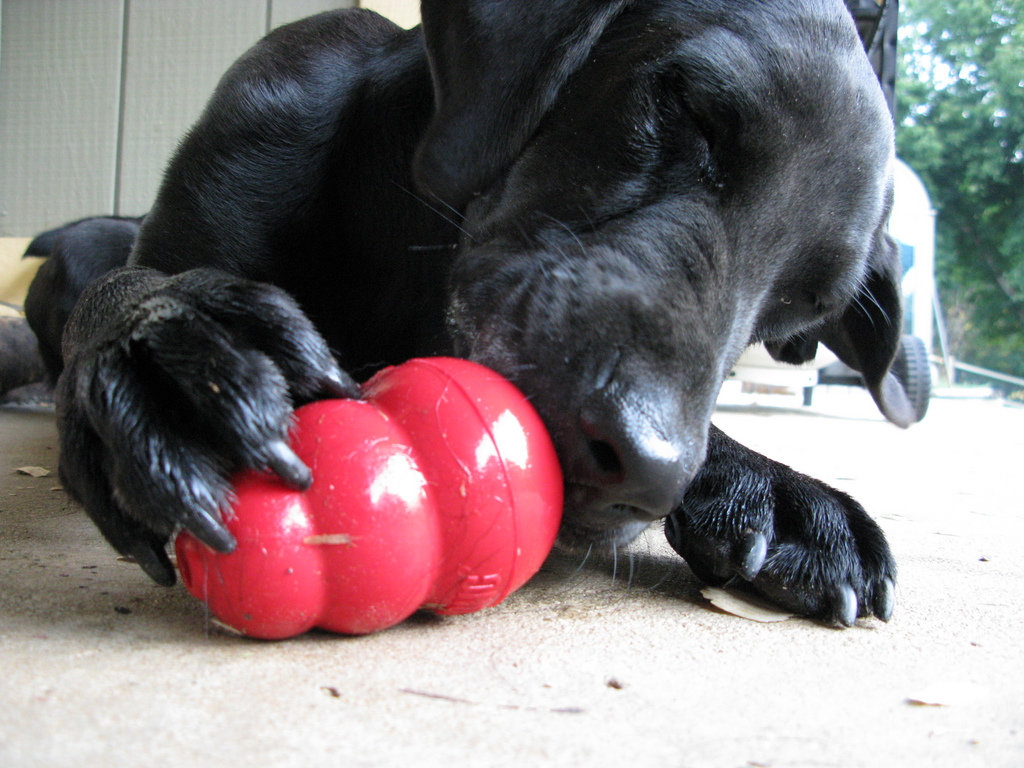 dog-kong-toy-by-OakleyOriginals.jpg