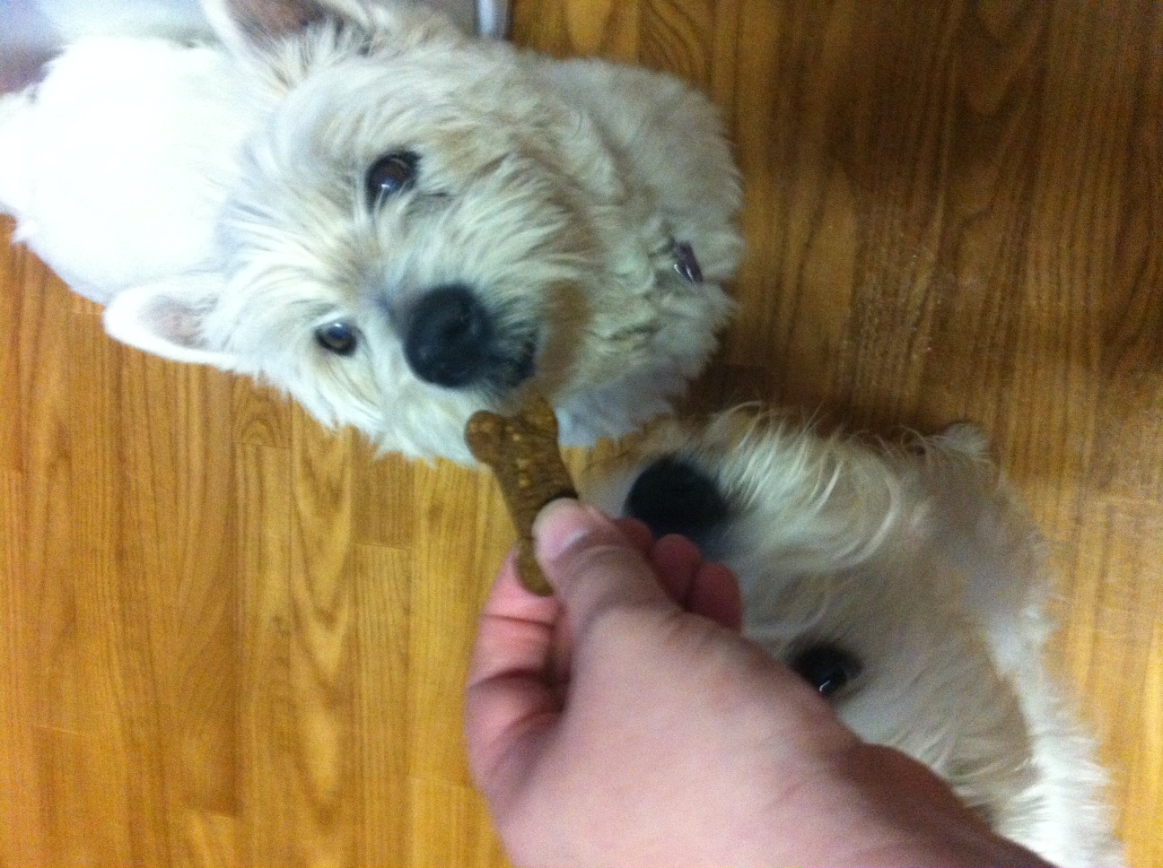 Milk Bones Healthy Favorites Review