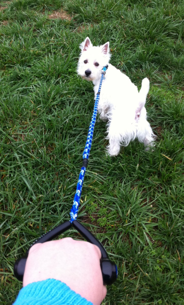 ezydog leash