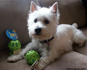 toy2 edited 1 300x241 New JW Pet “Crackle Heads Toys” Review