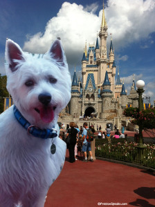disney9 disney91 224x300 Preston goes to Disney World (well flat Preston anyway)