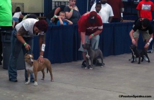buly show5 300x195 Bully Breed Dog Show