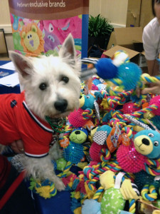 Preston picking out his toy at the BlogPaws PetSmart Booth