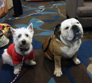 Preston and Tillman at Blogpaws