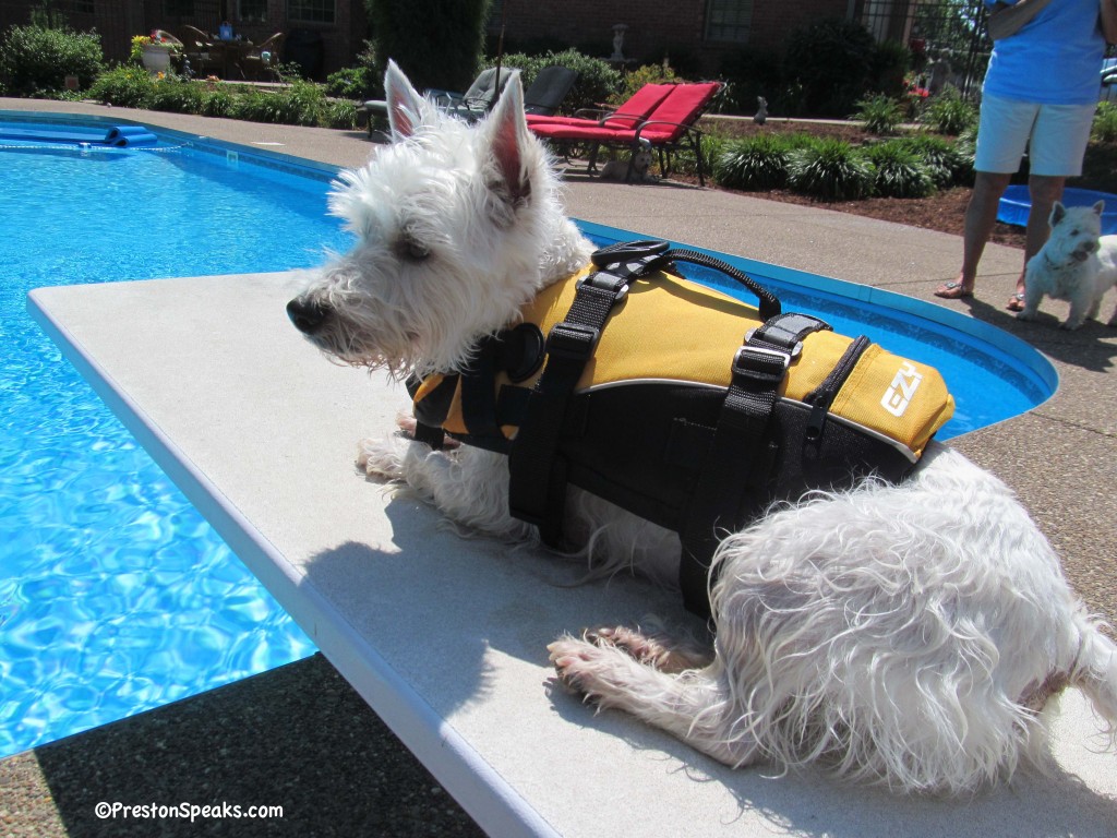 EzyDog doggy flotation device lifejacket review