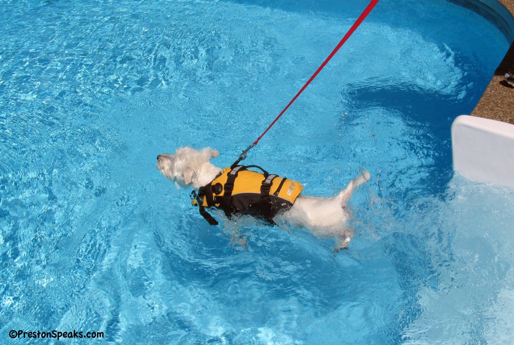 ezydog flotation device