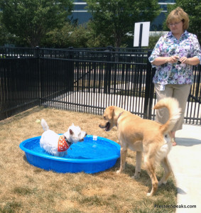 Preston in the pool with Yaxley looking on - PrestonSpeaks.com