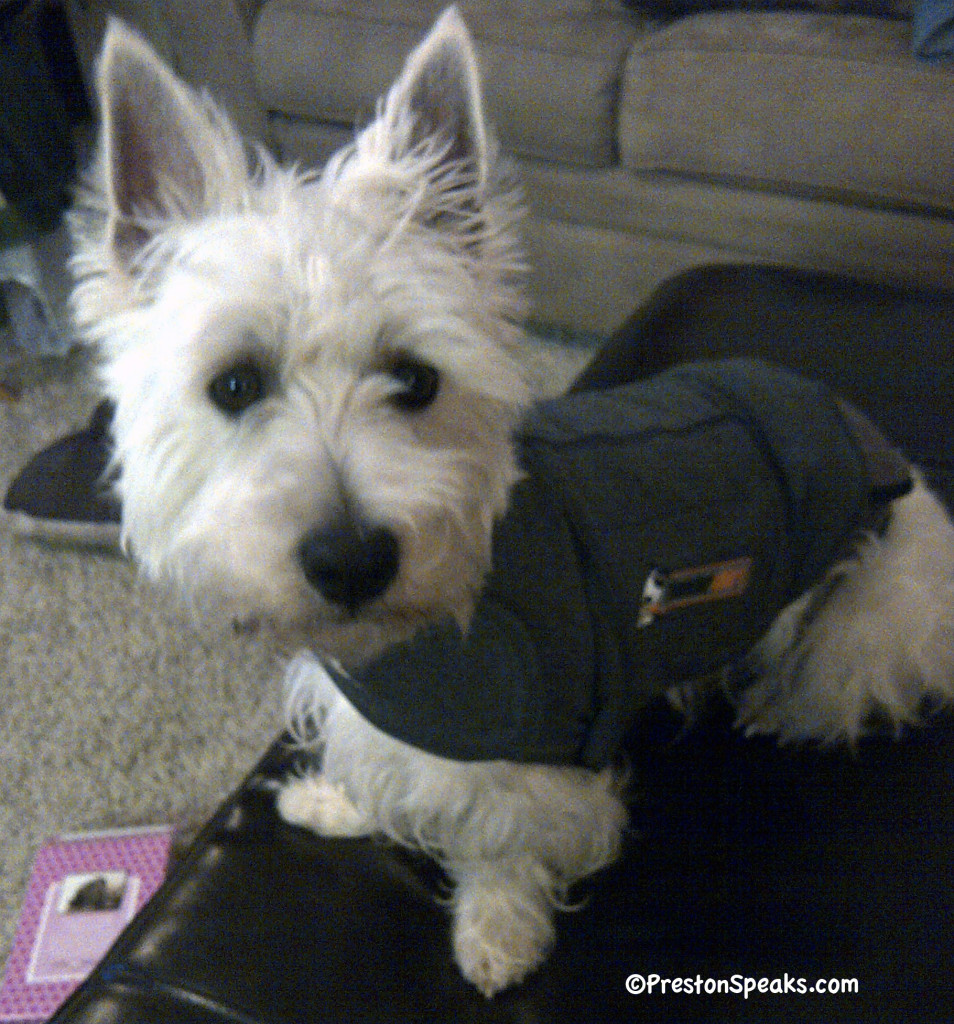 Thundershirt review