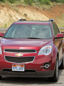 Dog in front seat of car