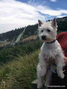 Preston (dog) by ski jumps at Park City Utah