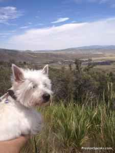 Dog looking out over the mountains
