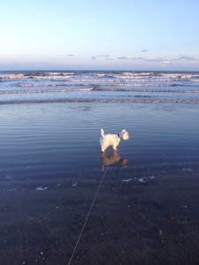 Galveston Beach Texas - PrestonSpeaks.com