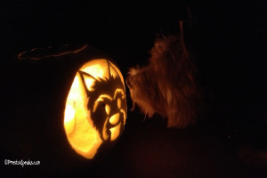 Westie Halloween pumpkin - Prestonspeaks.com