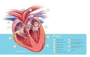 image. 377021371.image  300x191 Canine Heart Disease Seminar