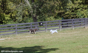 Preston at the Nashville Edwin Warner Dog Park - PrestonSpeaks.com