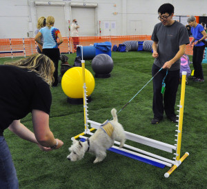 Wonder Pet Expo Dallas