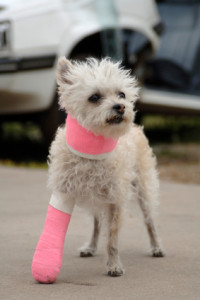 Pets and pain 200x300 Myths and facts about pet health insurance