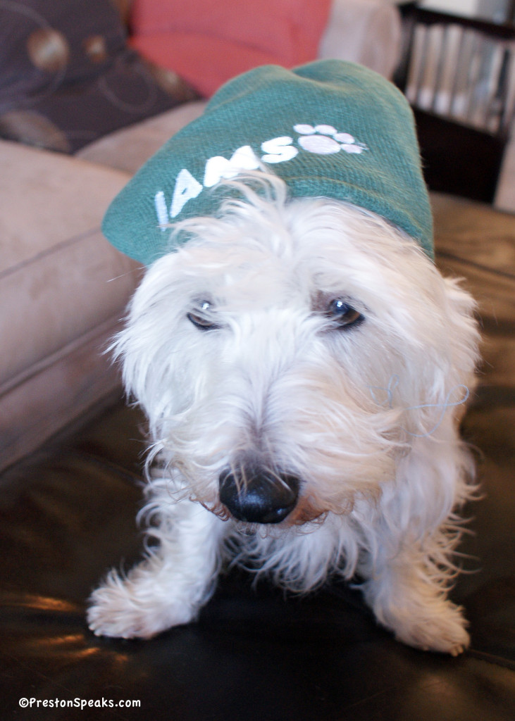 Iams hat - prestonspeaks.com