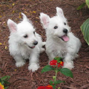 norman or nora westies the west highland white terrier westi 5092fe1cebf6301241000001 300x300 Westie Wednesdays – Norman and Nora