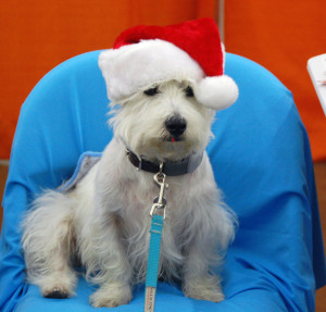 preston cap closeup 300x287 Today is our Holiday Pet Expo in Dallas #amazingpetexpo