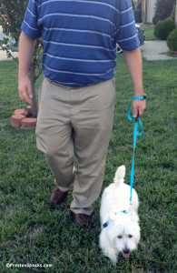 loose leash walking 195x300 Teleseries call 2: loose leash walking 