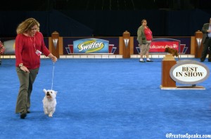 Preston, Champion Show Dog Attempt (