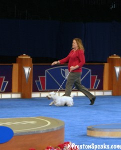 preston in the ring wp 243x300 Preston, champion show dog attempt (part one) #celebratedogs