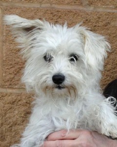tovi the west highland white terrier westie dog picture 1 50f831c3331c3dfb66000001 240x300 Westie Wednesday   Tovi