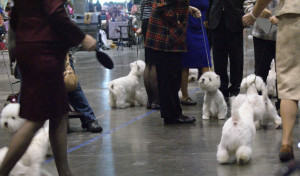 2012 AKC/Eukanuba National Championship BOB Westies