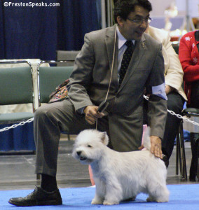 2012 AKC/Eukanuba National Championship BOB Westies