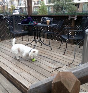 pooch_patio4_wp