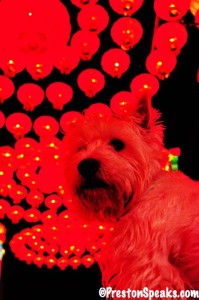Dallas Chinese Lantern Festival