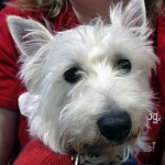 Cat and Dog Nutrition – The Basics