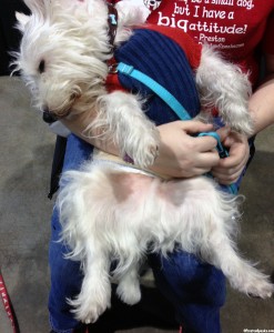 2013 Vegas Pet Expo 