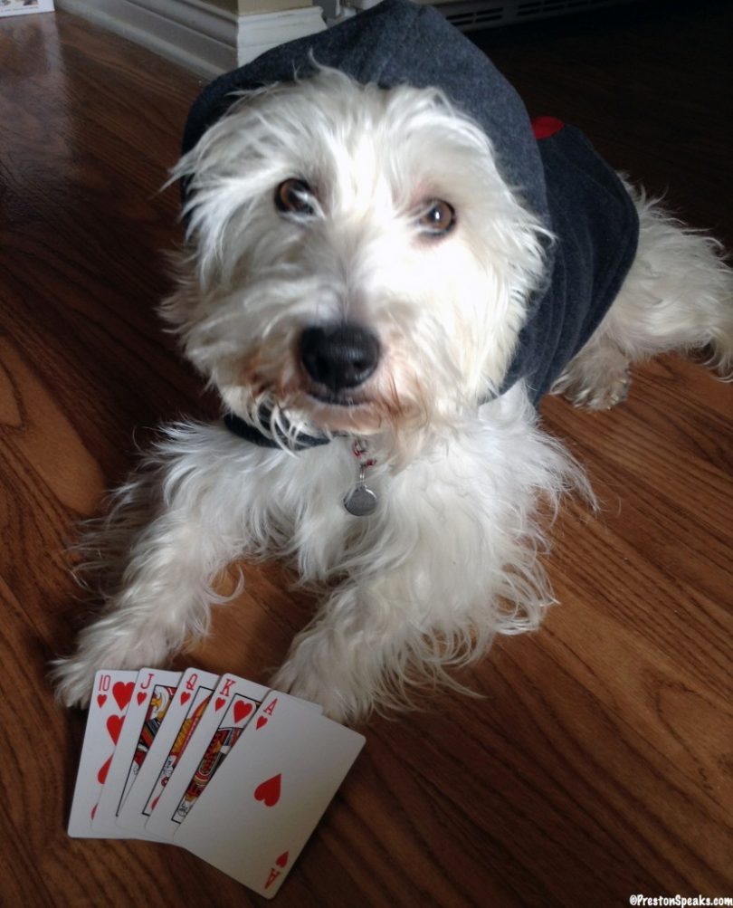 Dogs Playing Poker - PrestonSpeaks.com