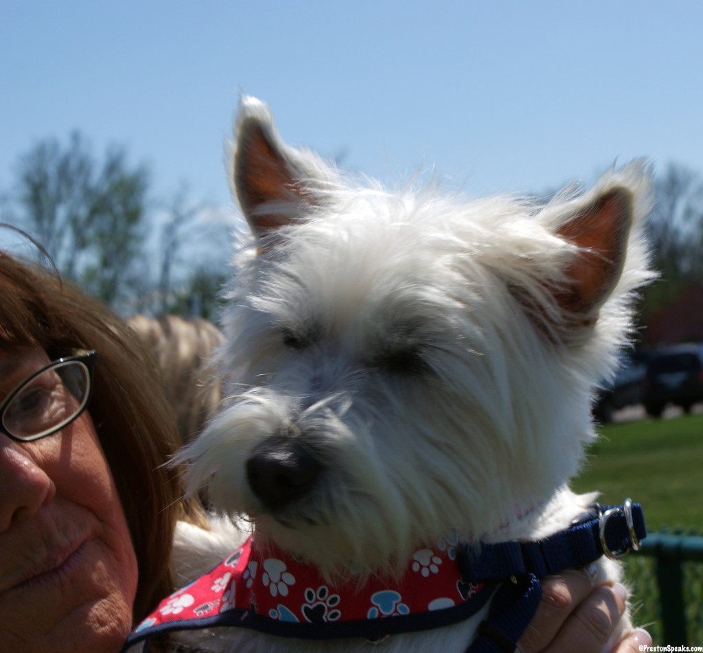 2013 Westie Rescue Tn Meet and Greet Event