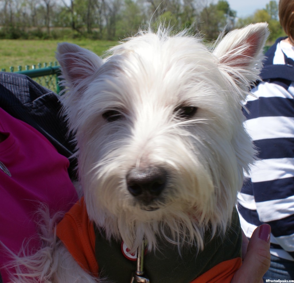 2013 Westie Rescue Tn Meet and Greet Event