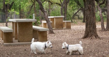 Preston at a dog park