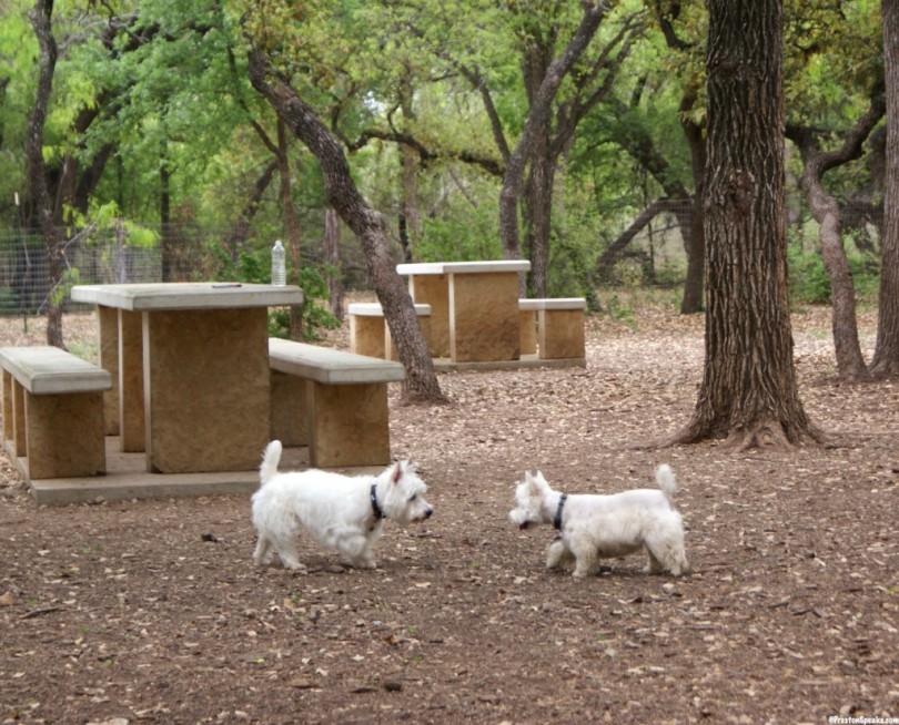 Preston at a dog park