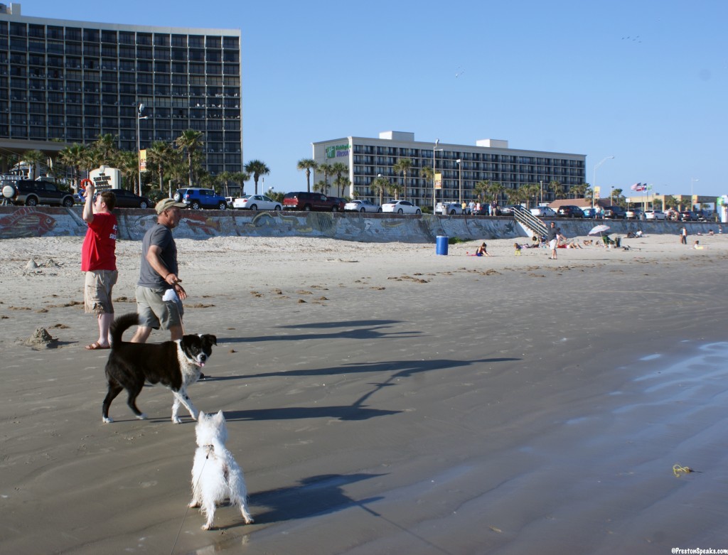Is Preston Beach Dog Friendly Is Preston Beach Dog Friendly