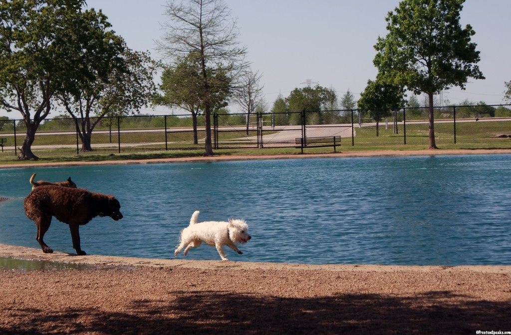 Millie Bush Dog Park - PrestonSpeaks.com