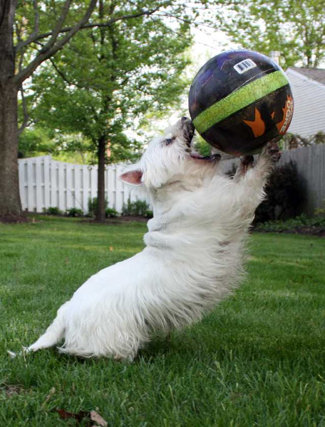 Darby Spike