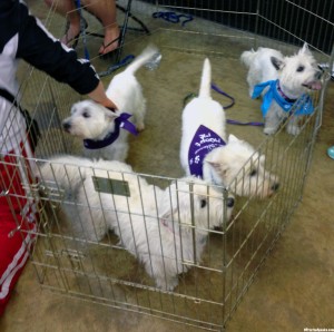 adoptable_westies_wp