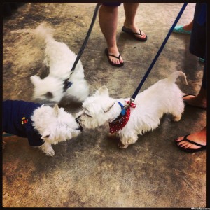 met_some_westies_wp