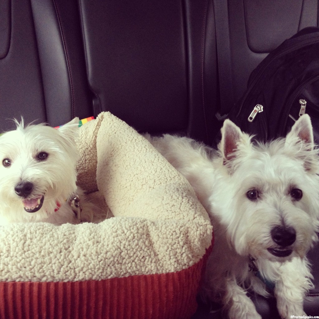 Preston and Elvis in the car